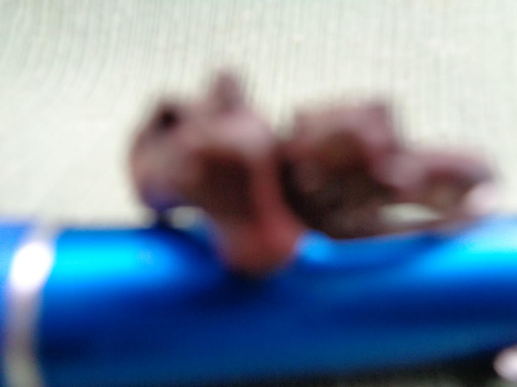 ANILLO CABEZA DE CABALLO